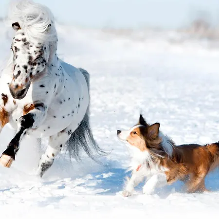 Hotel Narzissendorf Zloam